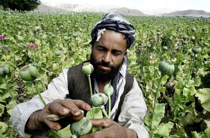Podívejte se, jak se za okupace rozrostla pěstební plocha opiového máku v Afghánistánu