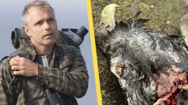 Zelená politika ničí přírodu – ve Švédsku větrníky likvidují vzácnou populaci orla mořského (video)5 (6)