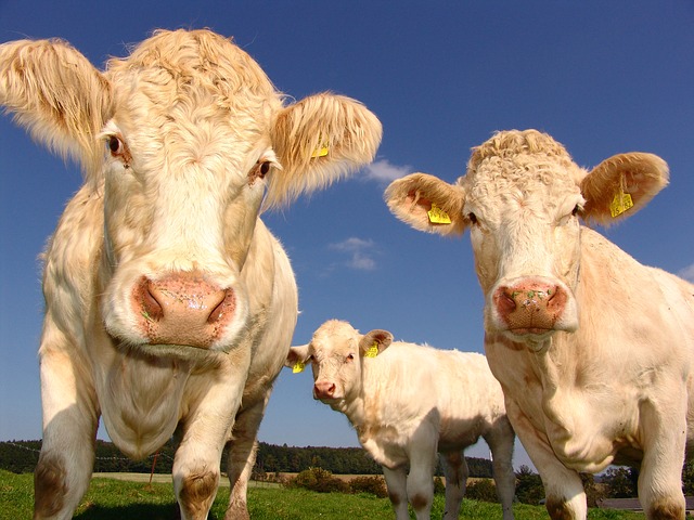 V Holandsku musí zemědělci snížit počet hospodářských zvířat o 30%
