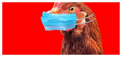 Ptačí chřipka – další falešná pandemie má za cíl extrémní zdražení drůbežího masa a vajec4.9 (17)