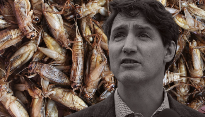 Kanadská vláda investuje 8,5 milionu dolarů do zařízení na chov hmyzu na podporu udržitelné produkce potravin4.9 (8)