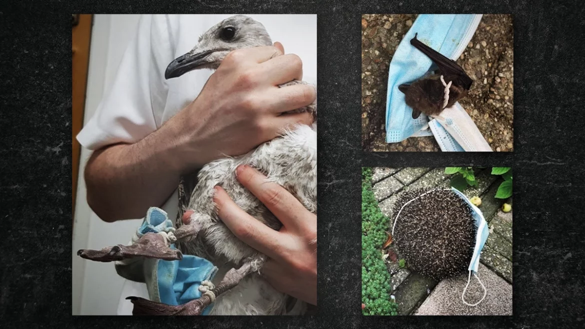 Covidový odpad poškozuje populace zvířat po celém světě: Nejen ptáci umírají v agónii (videa)