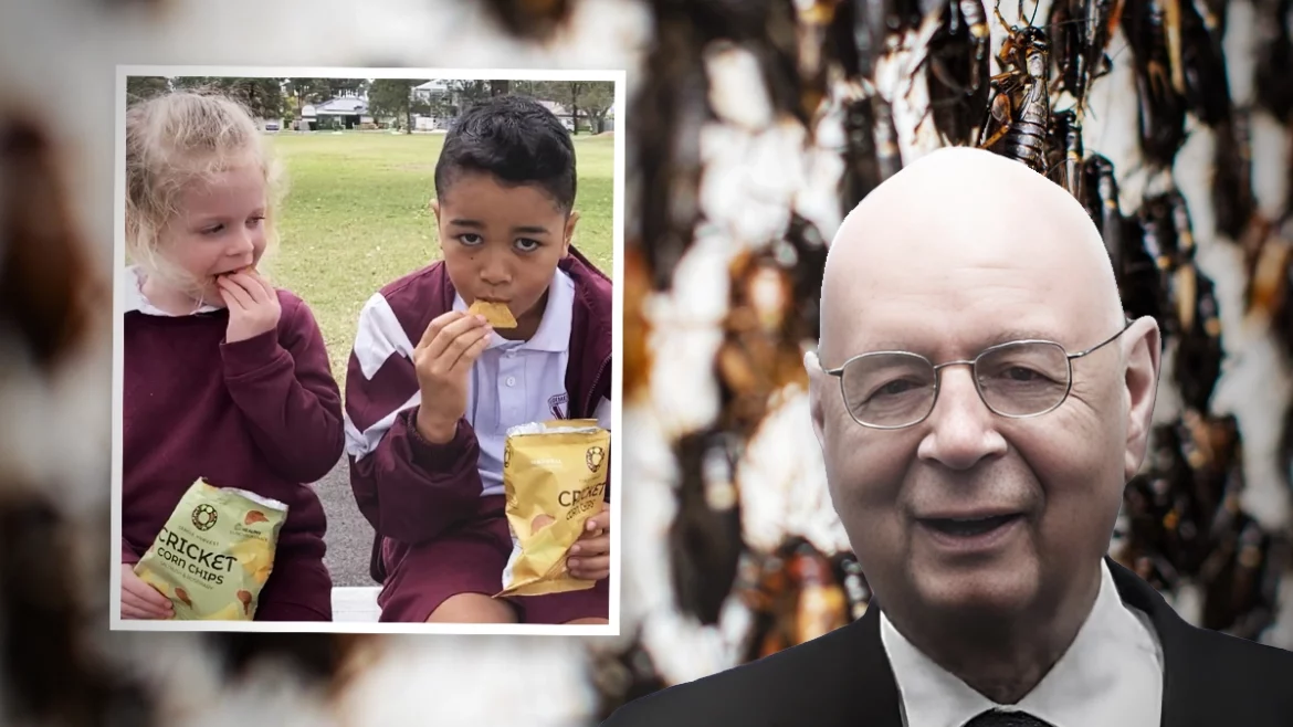 1000 australských škol podává dětem hmyzí chipsy, aby si navykly na jeho konzumaci (video)5 (10)