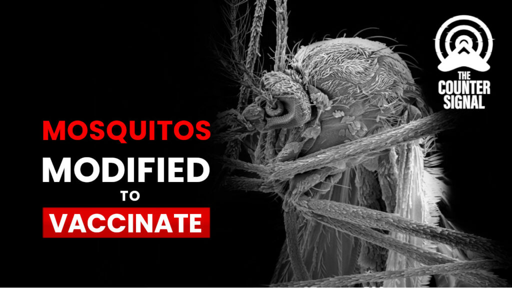 Studie o geneticky upravených komárech, kteří očkují lidi