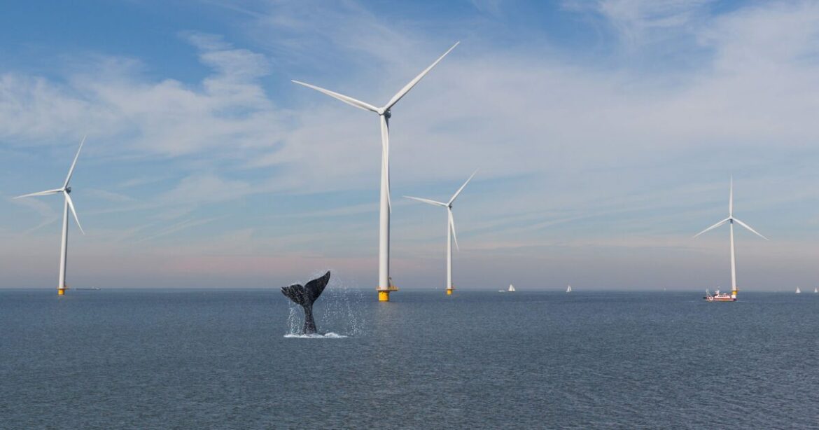 Další potvrzení neekologičnosti větrníků: Likvidují chráněné velryby (video)5 (14)