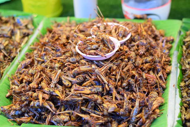 Oficiálně schváleno v EU: Tyto čtyři druhy hmyzu se mohou skrývat ve vašem jídle4.8 (113)