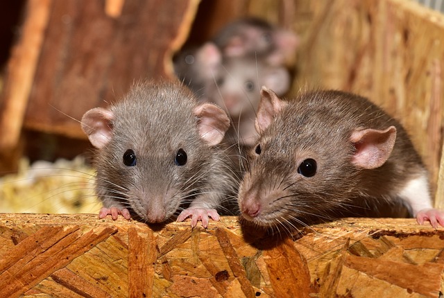 Vědci vytvořili laboratorní myši ze dvou samců, chtějí prý stejným způsobem umožnit homosexuálům mít vlastní děti5 (4)