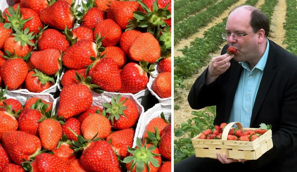 Rajčata, okurky, jahody: Podle německých Zelených by měl být vydán zákaz pěstování plodin, které vyžadují vydatnou zálivku