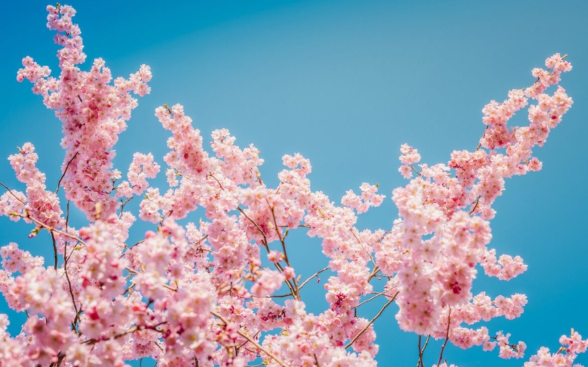 Německo: Marburg ruší plánovaný festival třešňových květů, muslimové slaví ramadán bez omezení5 (10)