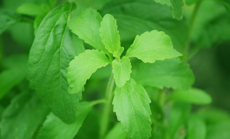 Studie: Tato náhražka cukru je více než sladidlo, zabíjí rakovinné buňky4.9 (35)