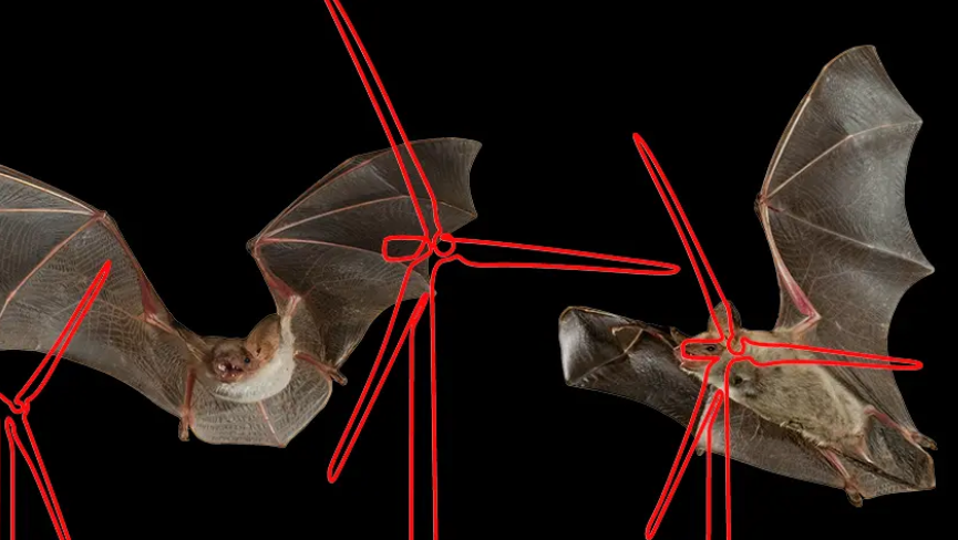 Šokující nová zpráva popisuje plný rozsah škod na životním prostředí způsobených větrnými turbínami4.8 (19)