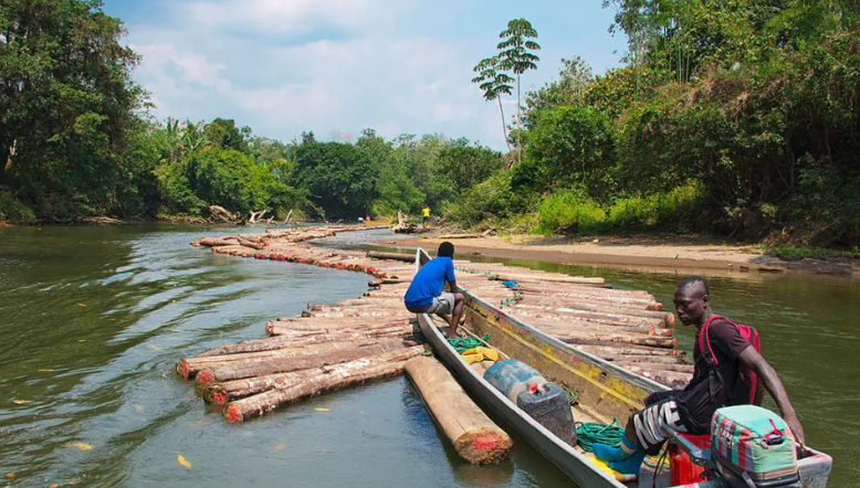 Špinavé tajemství COP30: Nejméně polovina nelegálně vytěženého balzového dřeva končí v lopatkách větrných turbín5 (11)