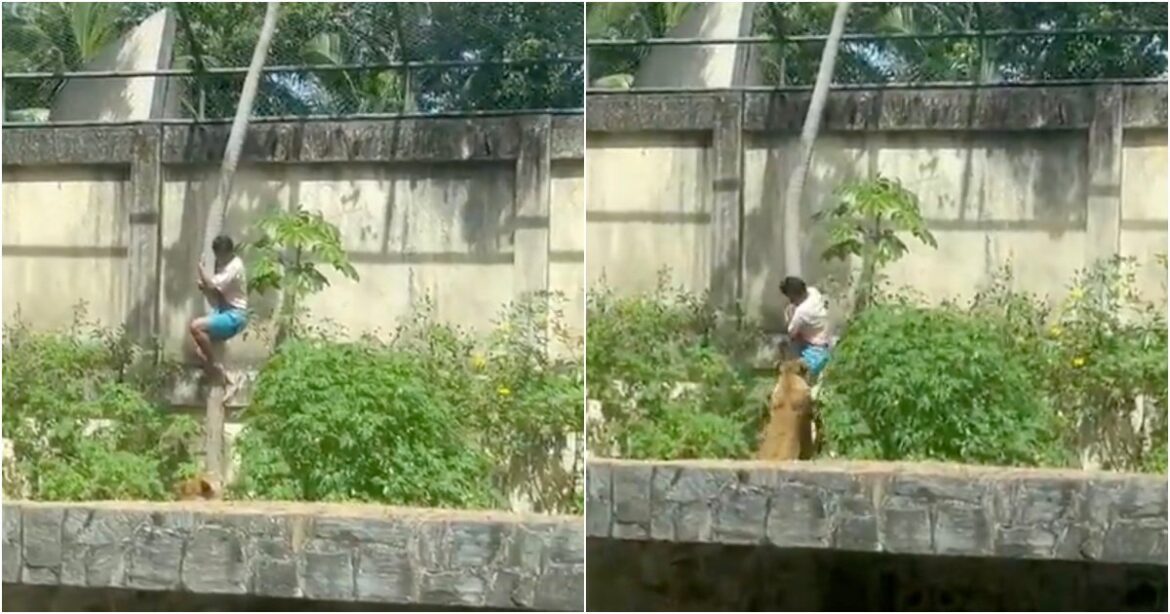 Mladík byl roztrhán na kusy poté, co vlezl do lvího výběhu (video)