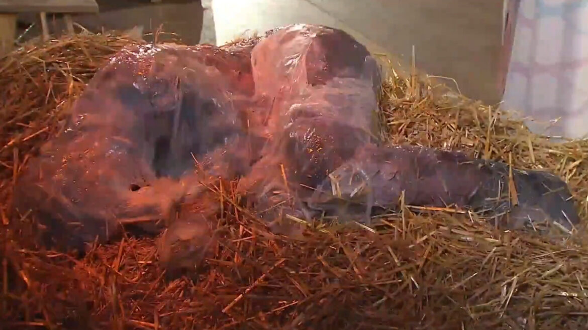 Stuttgart: Ježíš byl na vánoční mši znázorněn jako pekelný slizký tvor (video)5 (17)