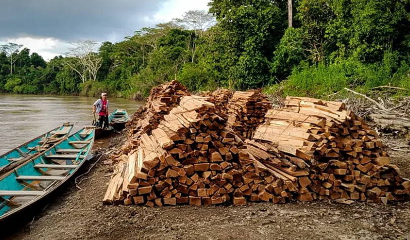 Každý rok je v amazonském deštném pralese nelegálně vykáceno půl milionu stromů, aby se uspokojila globální poptávka po větrných turbínách5 (6)