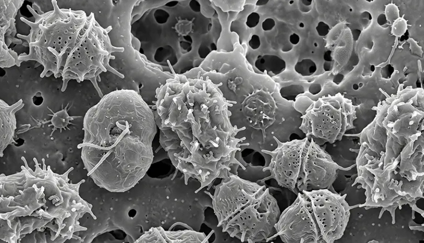 Dokonce i DNA jednobuněčného planktonu může vyvrátit alarmistická tvrzení o tání arktického mořského ledu