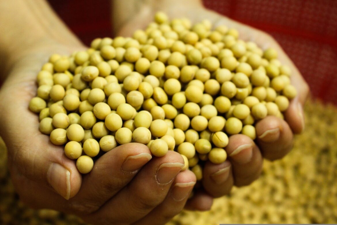 Další špatné zprávy z Mercosuru: Nizozemské úřady odmítly zásilku sójové mouky z Argentiny poté, co byla zjištěna zakázaná odrůda GMO