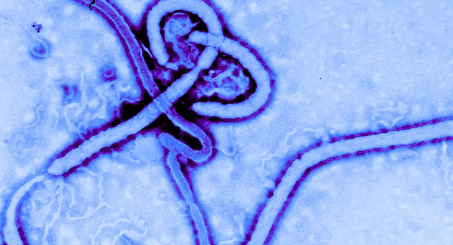 Mutant eboly, který je rezistentní vůči lékům, byl vyvinut USA, Čínou, Velkou Británií a Německem